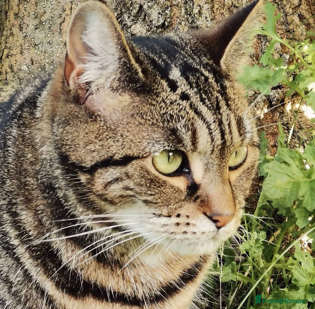 Domestic Shorthair cats for sale: Loving, playful Olive, needs a new home in Perth - Advert 7