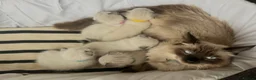 Siamese cats for sale: Beautiful Siamese x Ragdoll Kittens - Advert 6