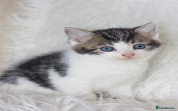 Mixed Breed cats for sale: 5 Happy Playful Kittens  - Advert 15
