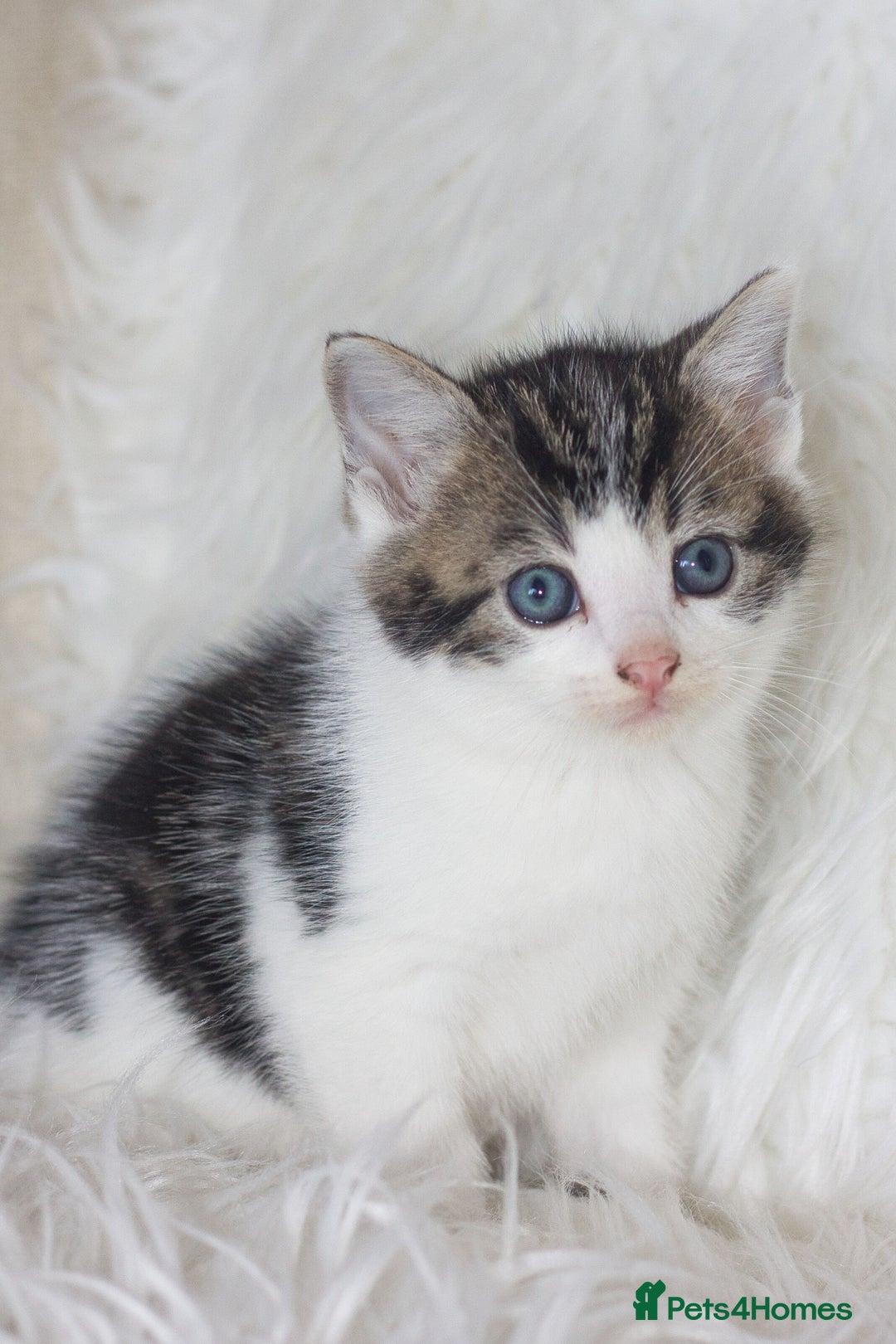 Mixed Breed cats for sale: 5 Happy Playful Kittens  - Advert 15