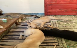 Mixed Breed dogs for sale: Very Special Mixed German Shepherd Girl (aged 3) - Image 17