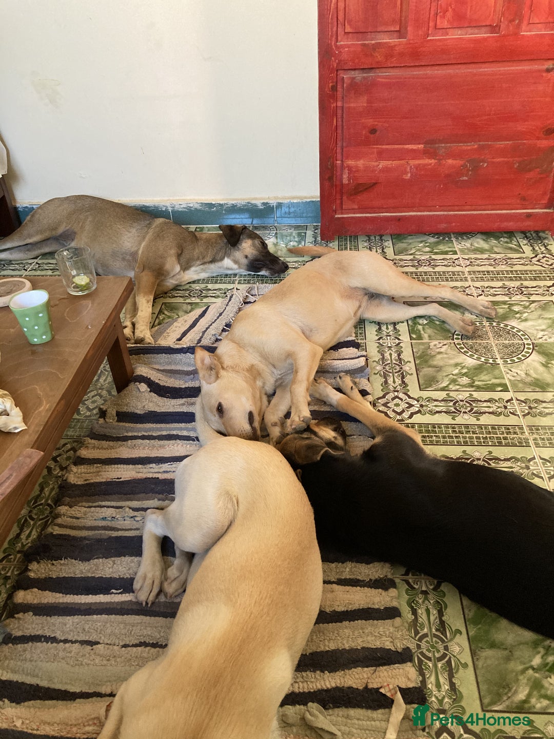 Mixed Breed dogs for sale: Very Special Mixed German Shepherd Girl (aged 3) - Image 17