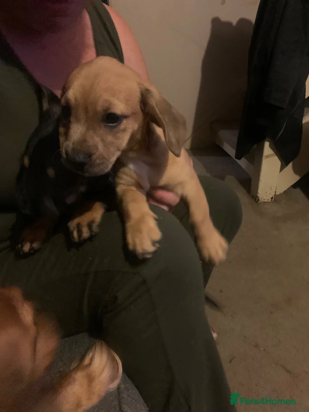 Mixed Breed dogs for sale: 4 French wieners  - Advert 1