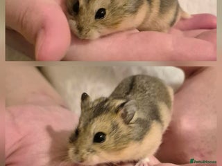 Hamster rodents Stunning Baby Pedigree campbell dwarf hamsters 👀 - Advert 1