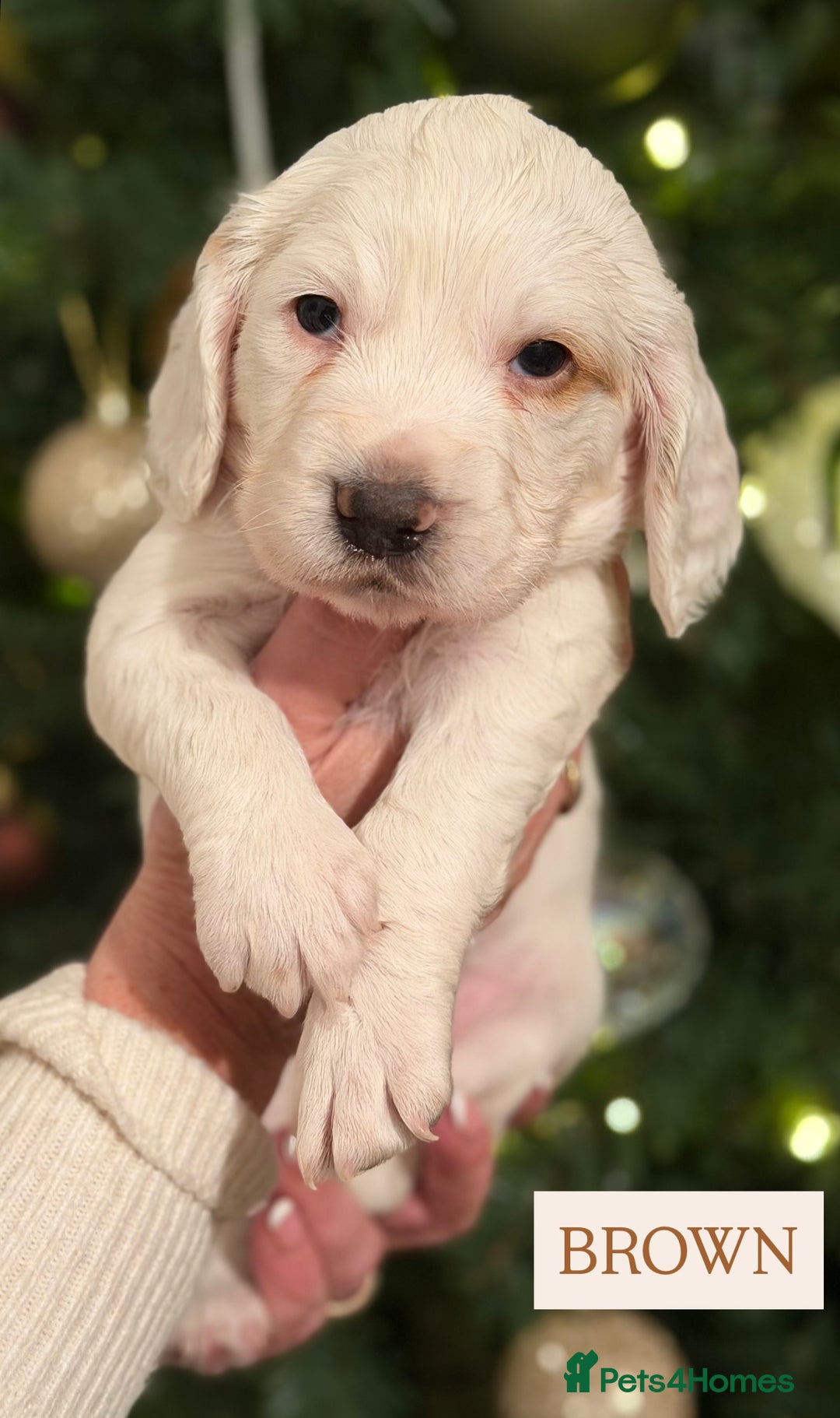 Cocker Spaniel dogs for sale: Cocker Spaniel Puppies - Advert 3