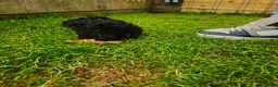 Cockapoo dogs for sale: Cockapoo F2 - Advert 21