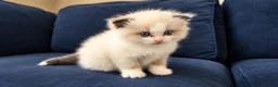Ragdoll cats for sale: 2 beautiful Ragdoll kittens in High Wycombe - Advert 8