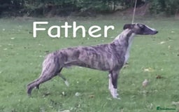 Whippet dogs for sale: Superb Whippet Puppies  - Image 3