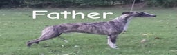 Whippet dogs for sale: Superb Whippet Puppies  - Advert 1