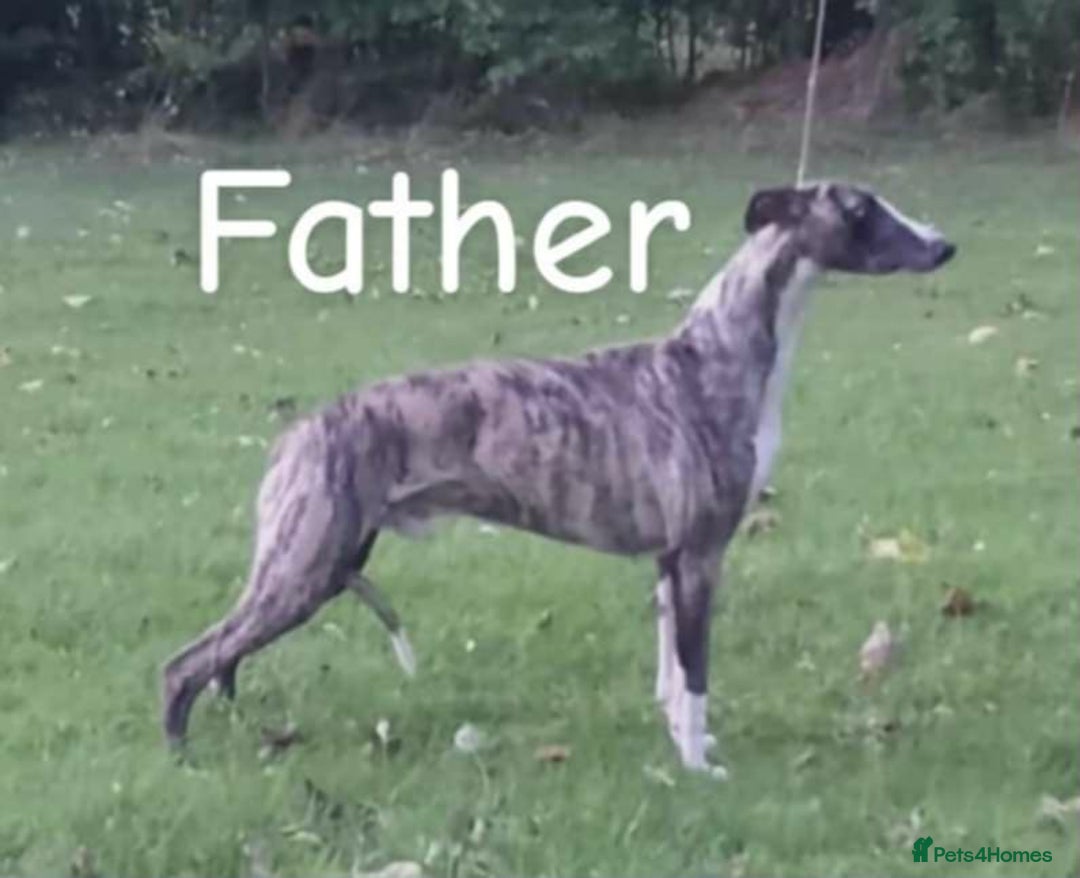 Whippet dogs for sale: Superb Whippet Puppies  - Image 3