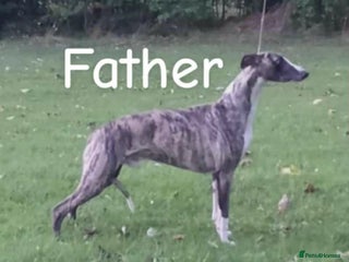 Whippet dogs - Advert 36