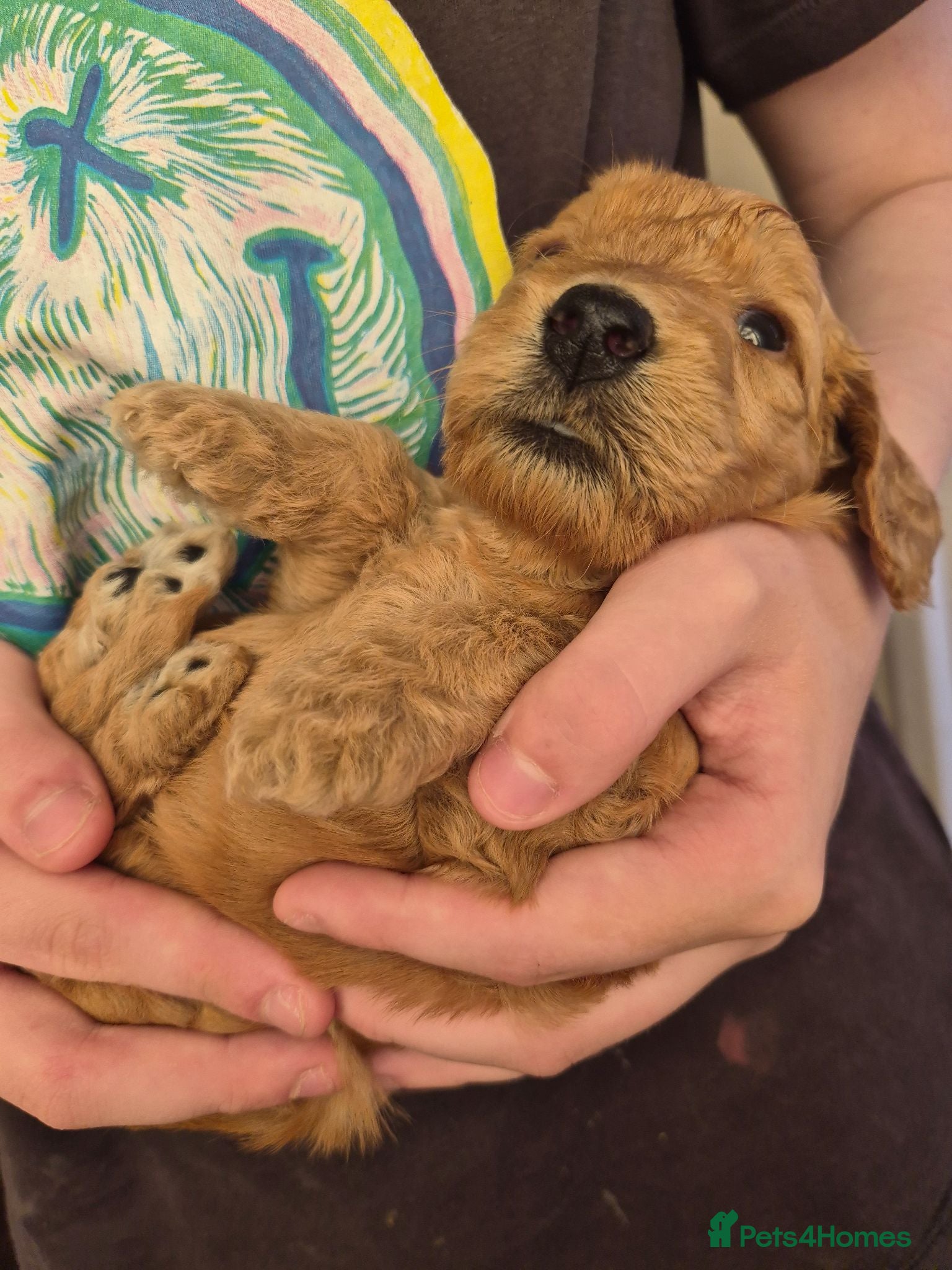 Mini Goldendoodle dogs F1B red fox mini golden doodle puppies - Advert 1