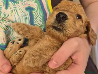 Mini Goldendoodle dogs F1B red fox mini golden doodle puppies - Advert 1