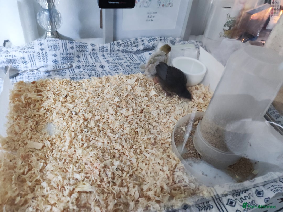 Quail poultry for sale: Chinese button quail pair - Image 6