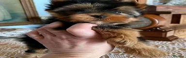 Yorkshire Terrier 3
