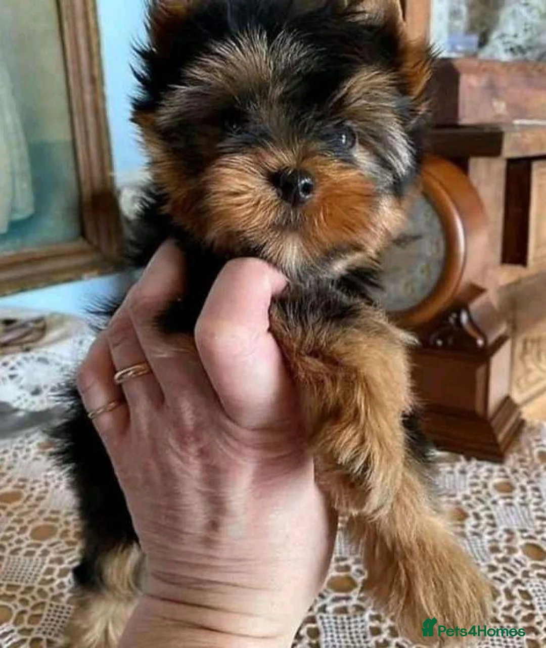 Yorkshire Terrier dogs for sale:  Three Little Yorkie Stories Waiting to Begin  - Advert 2