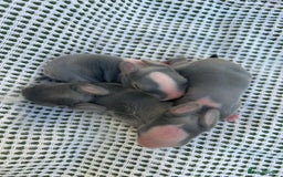 Mini Lop rabbits for sale: 3 beautiful mini lop rabbits for sale  - Image 3