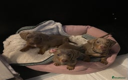 Miniature Dachshund dogs for sale: Isabella & tan miniature smoothcoat daschunds - Image 5