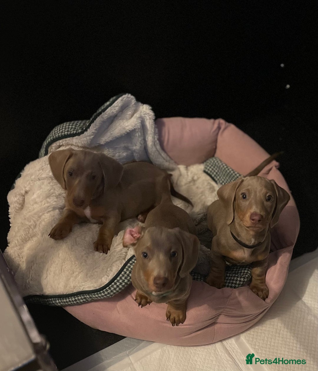 Miniature Dachshund dogs for sale: Isabella & tan miniature smoothcoat daschunds - Image 5