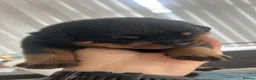 Rottweiler dogs for sale: Rottweiler  in Derby - Advert 3
