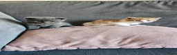 Mixed Breed cats for sale: Kittens for sale - Advert 6