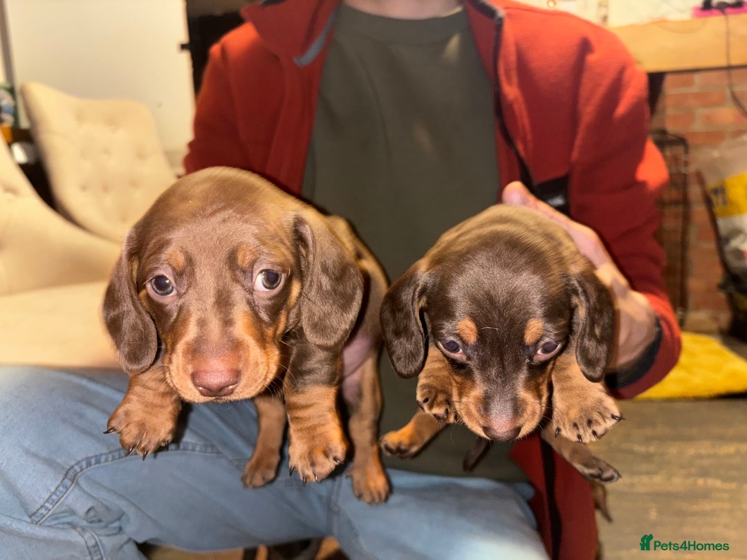 Dachshund dogs for sale: Gorgeous brown and tan dachshund puppies   - Advert 2