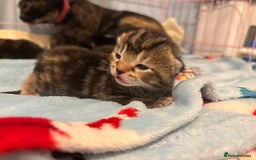 Mixed Breed cats for sale: 5 Gorgeous kittens for reserve - Image 19