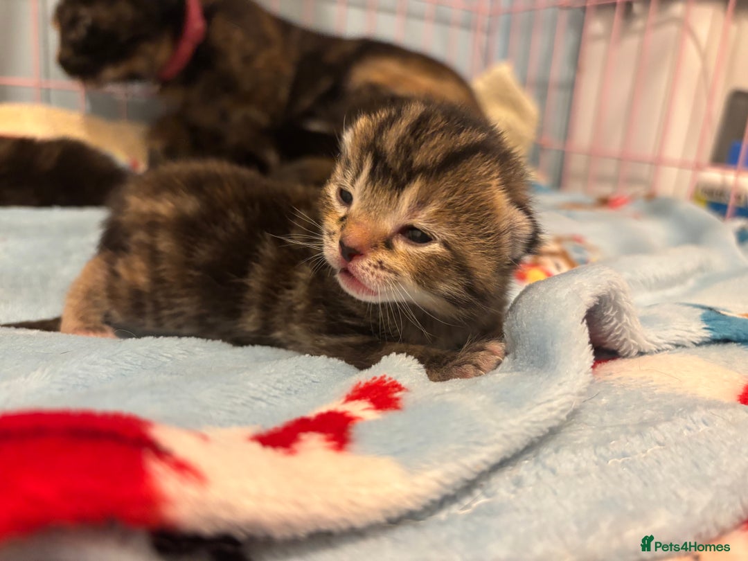 Mixed Breed cats for sale: 5 Gorgeous kittens for reserve - Image 19