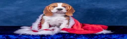 Beagle dogs for sale: CH Sired, Fully Health Tested, KC Reg, Beagle Pups - Advert 22
