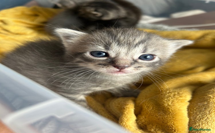 Ragdoll cats - Advert 13