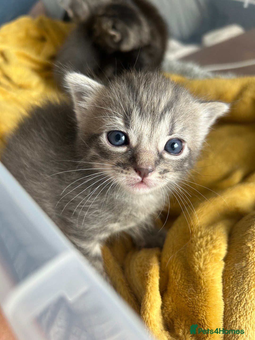 Ragdoll cats for sale: Ragdoll x bengal - Image 1