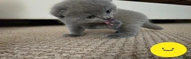 Scottish Fold Kitten 2
