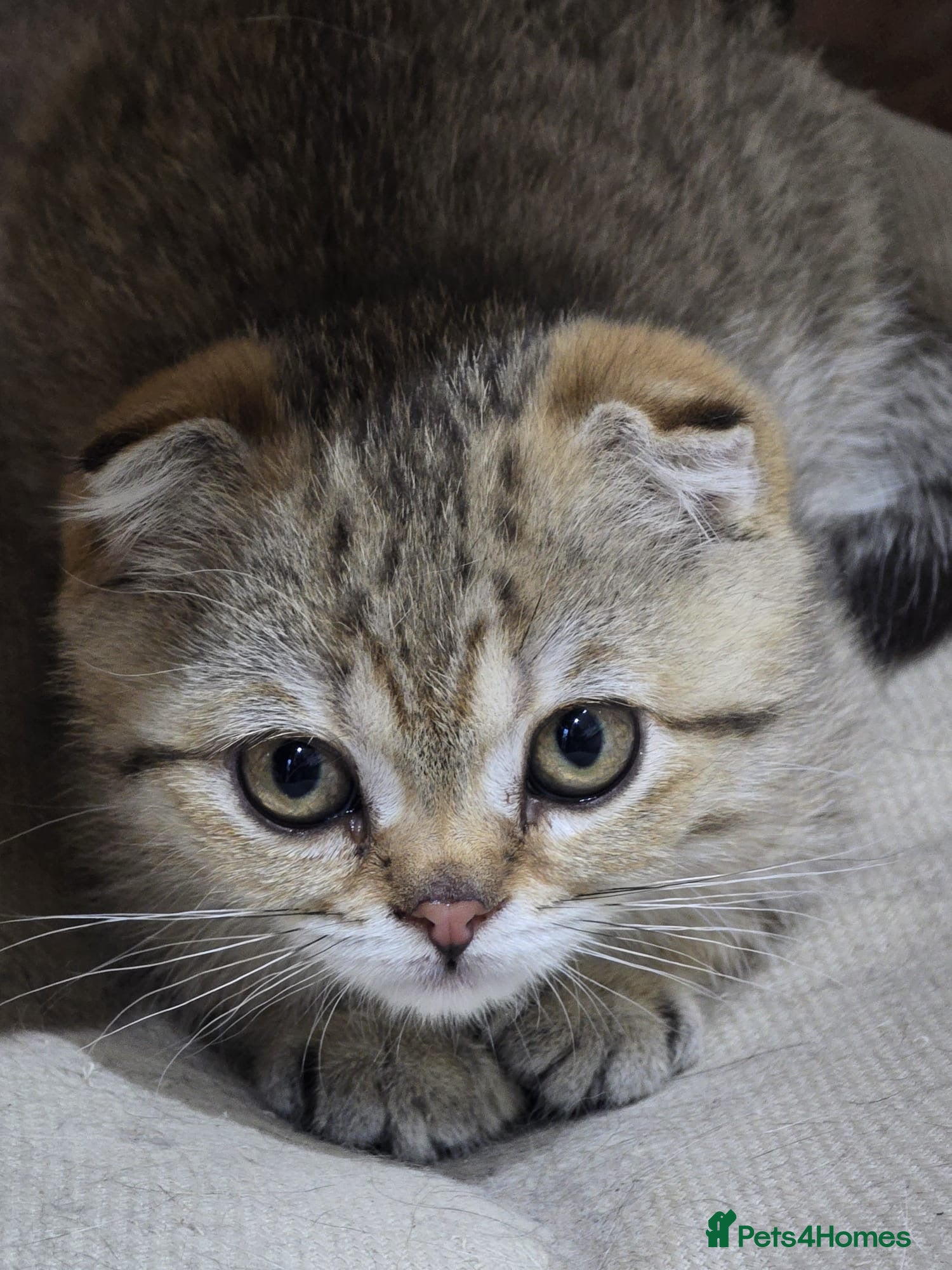 Scottish Fold cats for sale: READY SCOTTISH FOLD KITTENS (URGENT) - Advert 24
