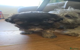 Zuchon dogs for sale: Bichon/Shih tzu puppies  - Image 3