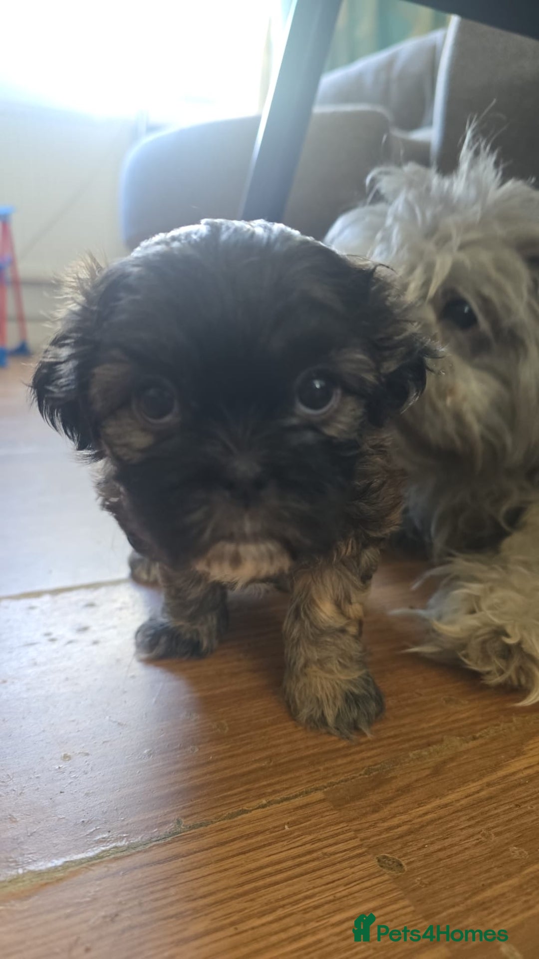 Zuchon dogs for sale: Bichon/Shih tzu puppies  - Image 3