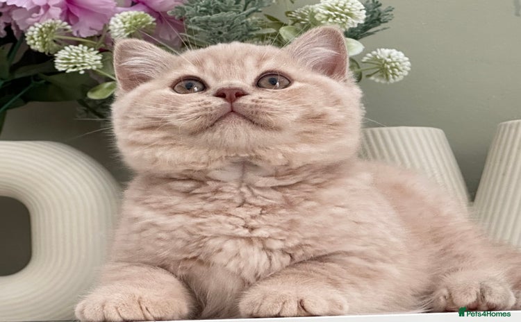 British Shorthair cats - Advert 7