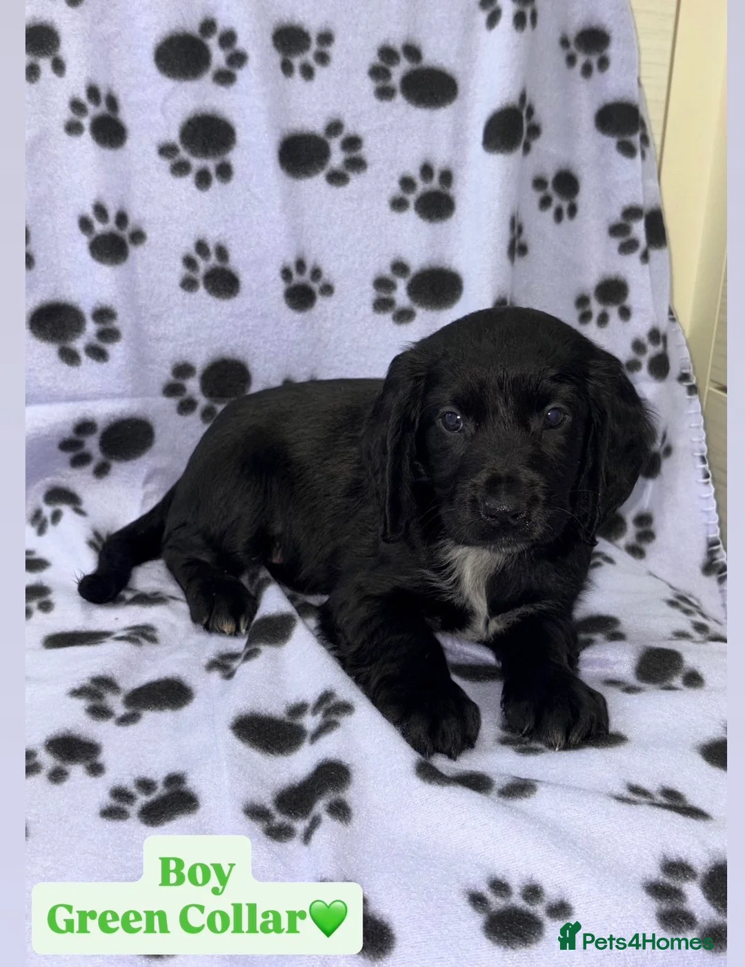 Cocker Spaniel dogs for sale: Beautiful Cocker Spaniel Puppies - Advert 3