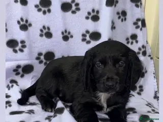 Cocker Spaniel dogs Beautiful Cocker Spaniel Puppies - Advert 18