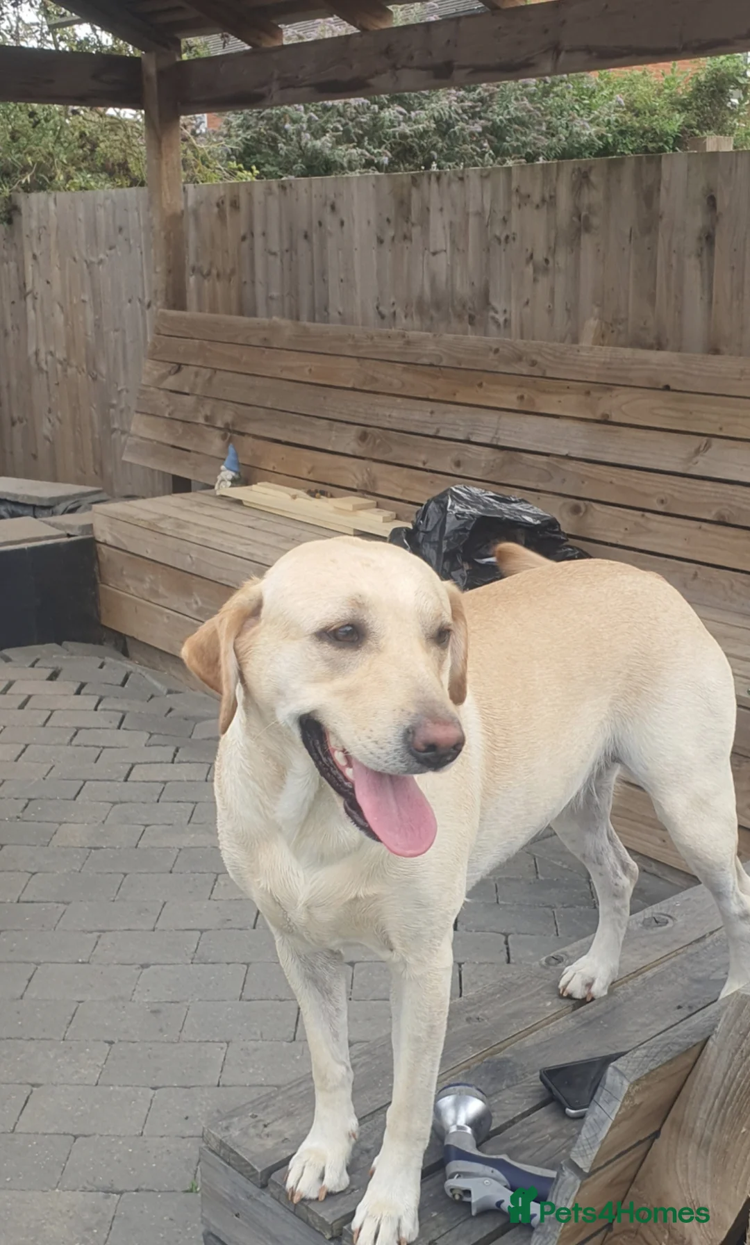 Goldador dogs for sale: Goldador puppies in Loughborough - Advert 21