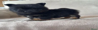Mixed Breed 2