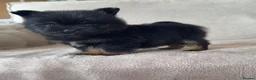 Mixed Breed dogs for sale: Yorkie pom puppies  - Advert 5