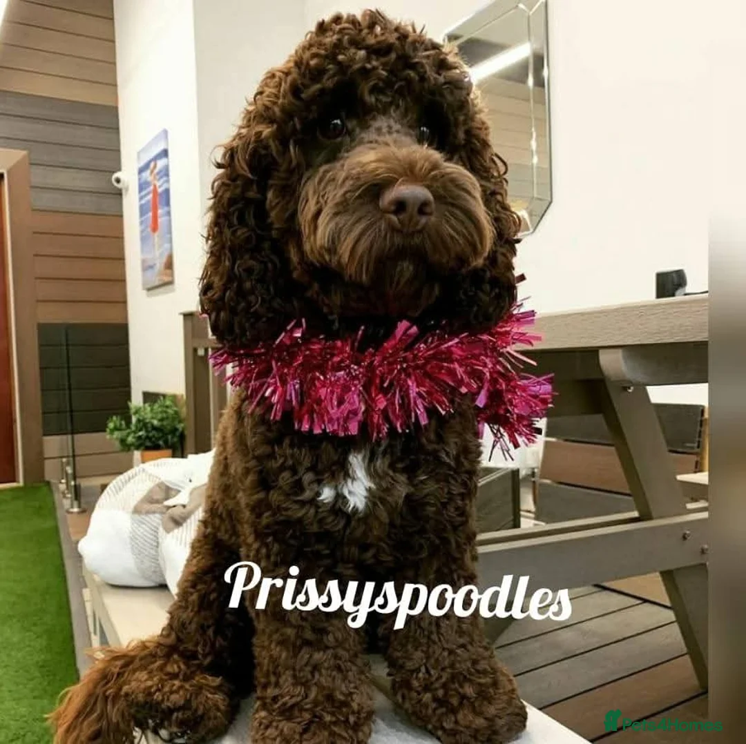 Cocker Spaniel dogs for sale: Beautiful show cockapoo litter due 1st march  - Advert 18