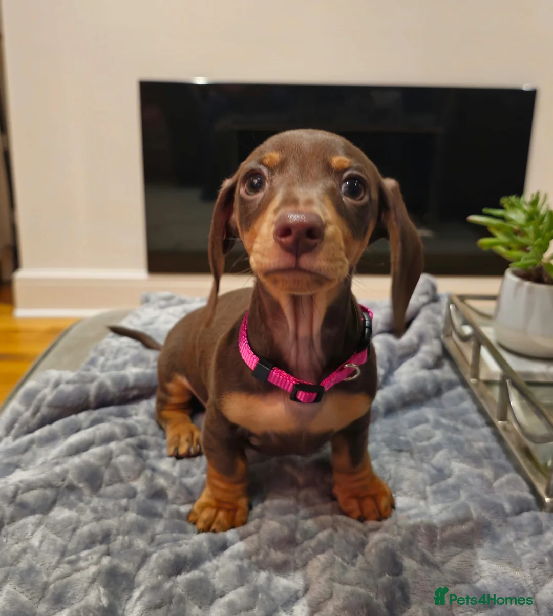 Miniature Dachshund dogs for sale: Chocolate & Tan KC Miniature Dachshund Puppies - Advert 33