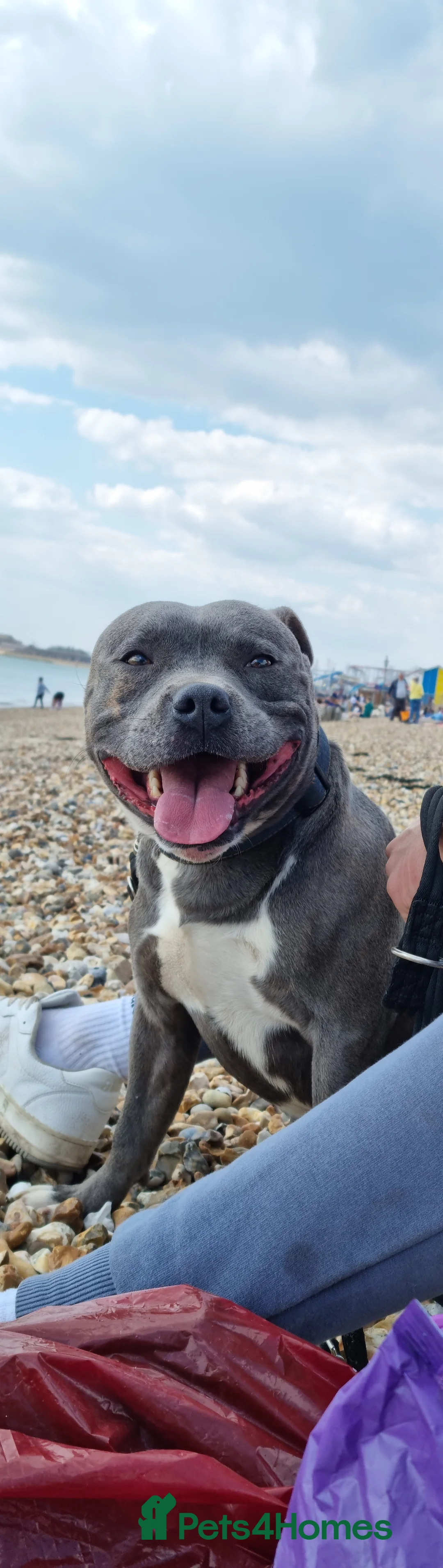 Staffordshire Bull Terrier dogs for stud: Proven Staffordshire Bull Terrier for stud in Farnborough - Advert 14