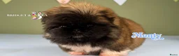 Pekingese dogs for sale: 💙OUTSTANDING QUALITY BOY 💙 champion lines in Gateshead - Advert 7