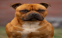 Staffordshire Bull Terrier dogs for stud: 🥨 Top Quality Red SBT Stud 🥨 - Image 3