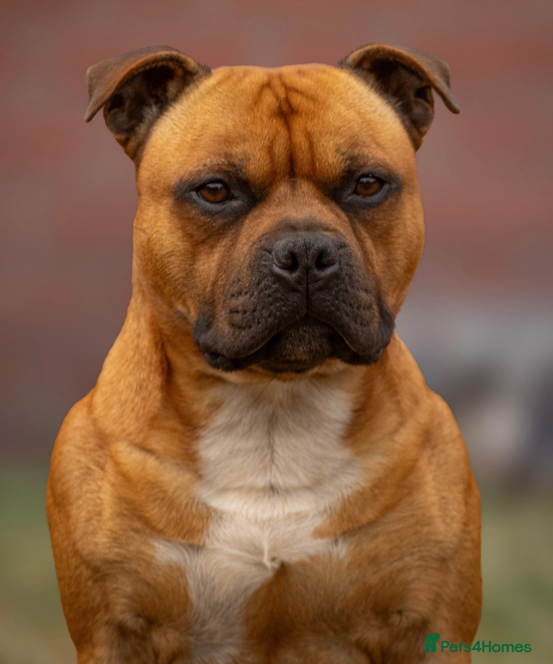 Staffordshire Bull Terrier dogs for stud: 🥨 Top Quality Red SBT Stud 🥨 - Image 3