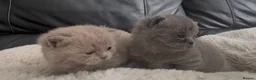 British Shorthair cats for sale: 2 beautiful fluffy British shorthairs available  - Advert 3
