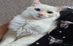 Ragdoll cats for sale: Rare flame point ragdoll  - Image 2