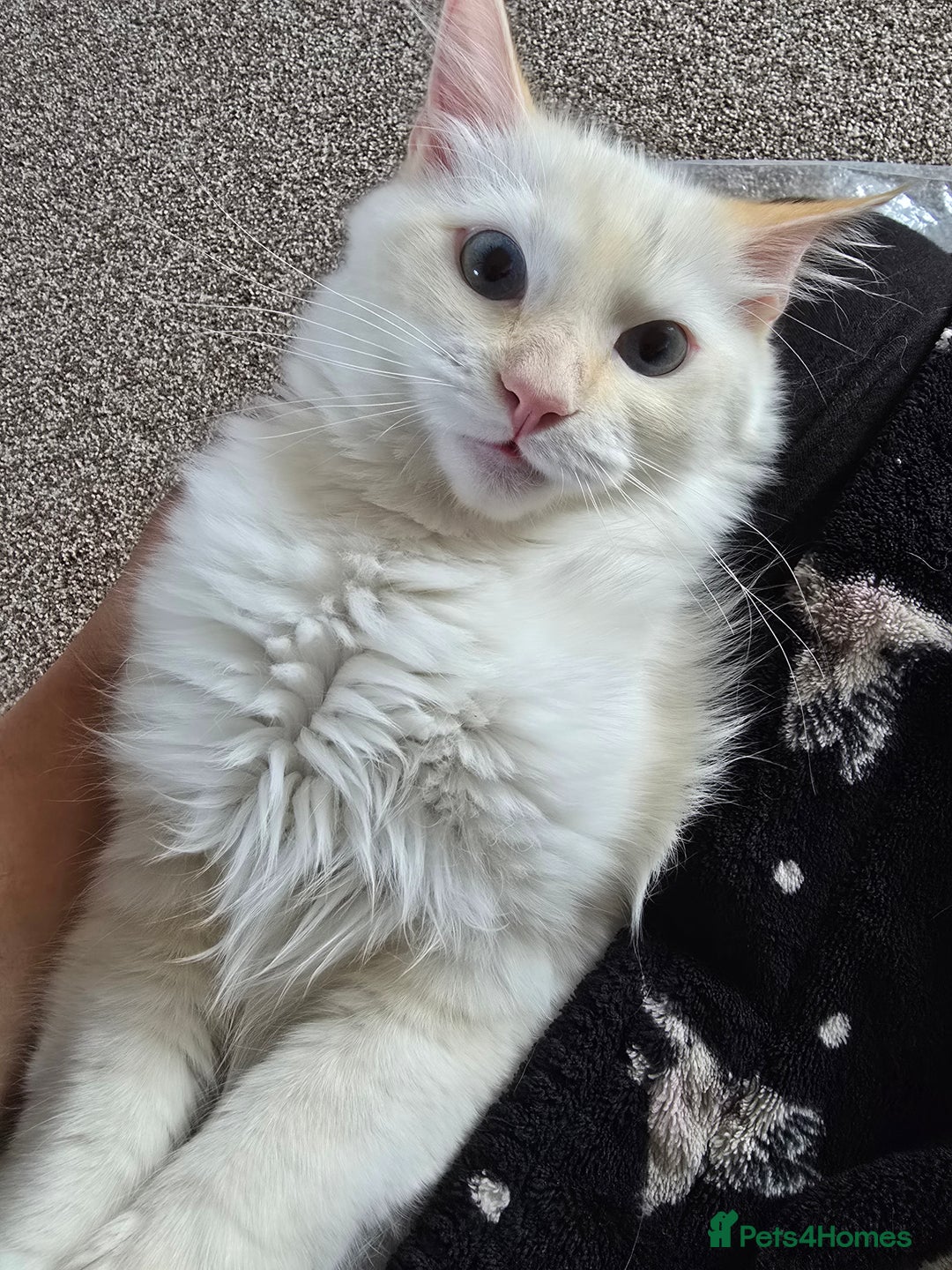 Ragdoll cats for sale: Rare flame point ragdoll  - Image 2